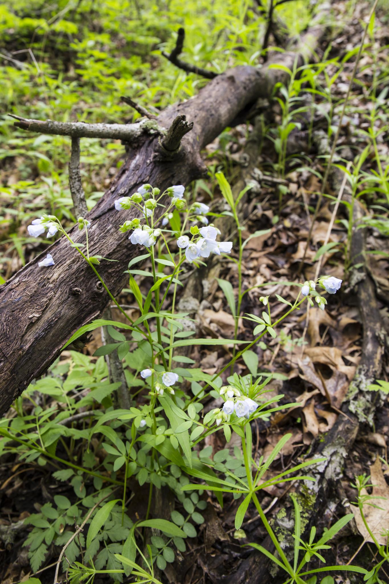 Small white wildflowers growing near a fallen log on a forest floor.