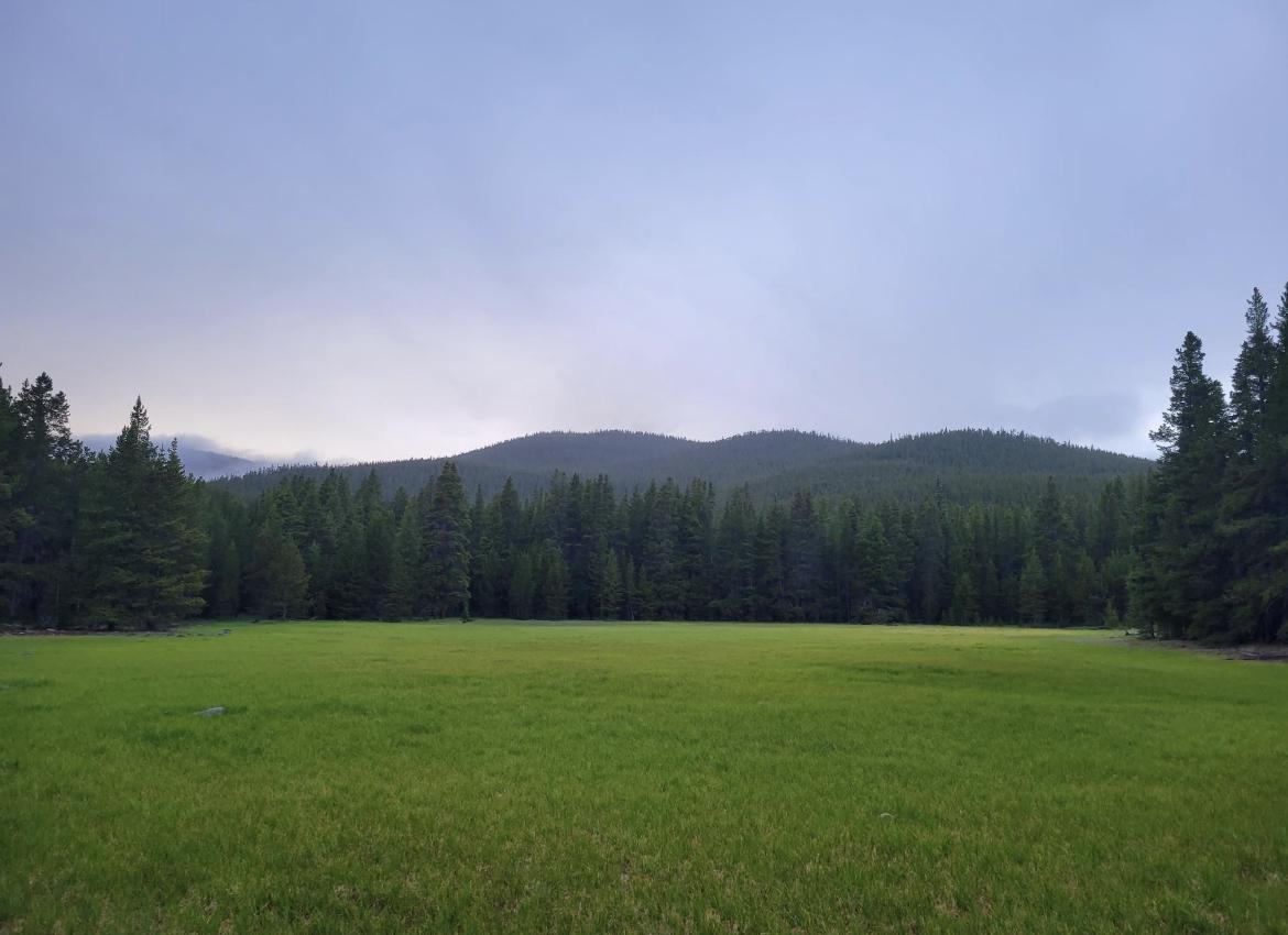 Green meadow with dense pine forest and distant mountains under an overcast sky.