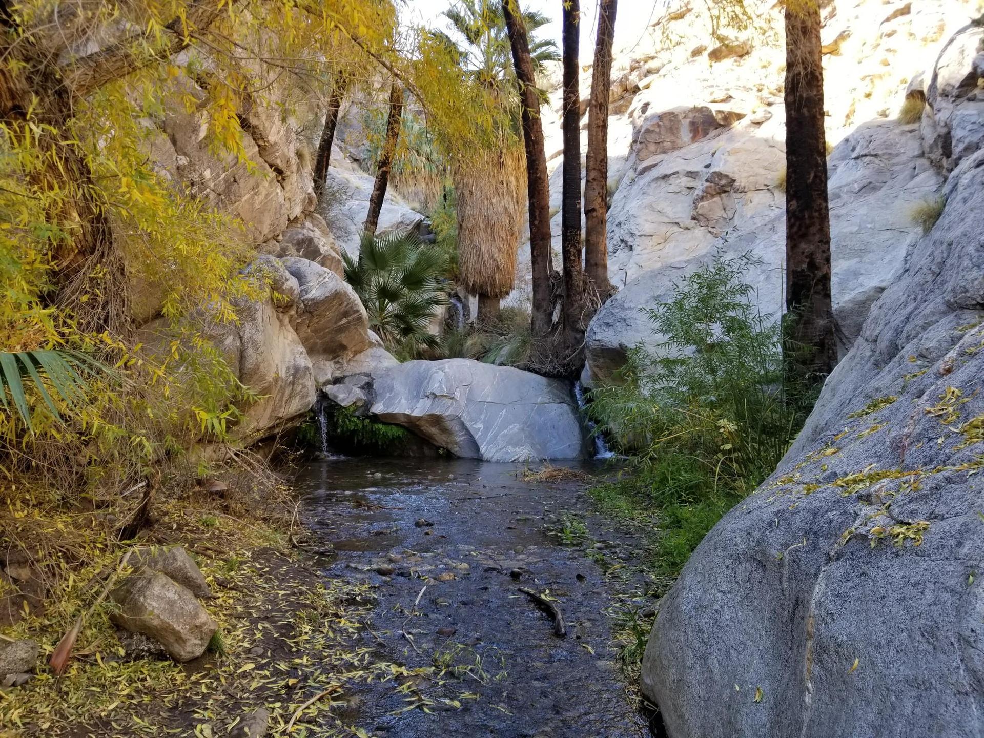 A stream flows through a rocky canyon with palm trees and green foliage.