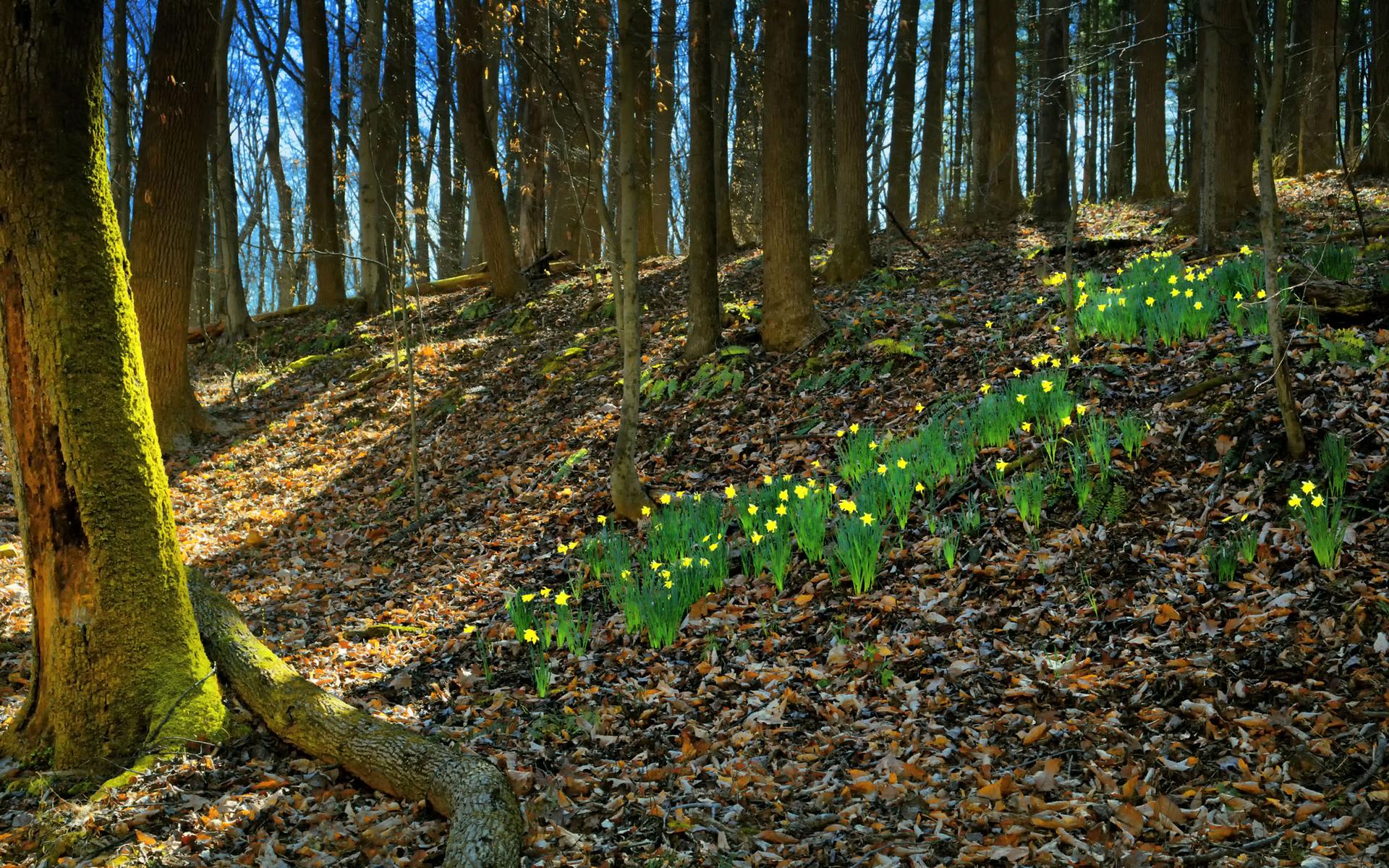 Sunny forest floor with yellow flowers blooming on a leafy hillside.