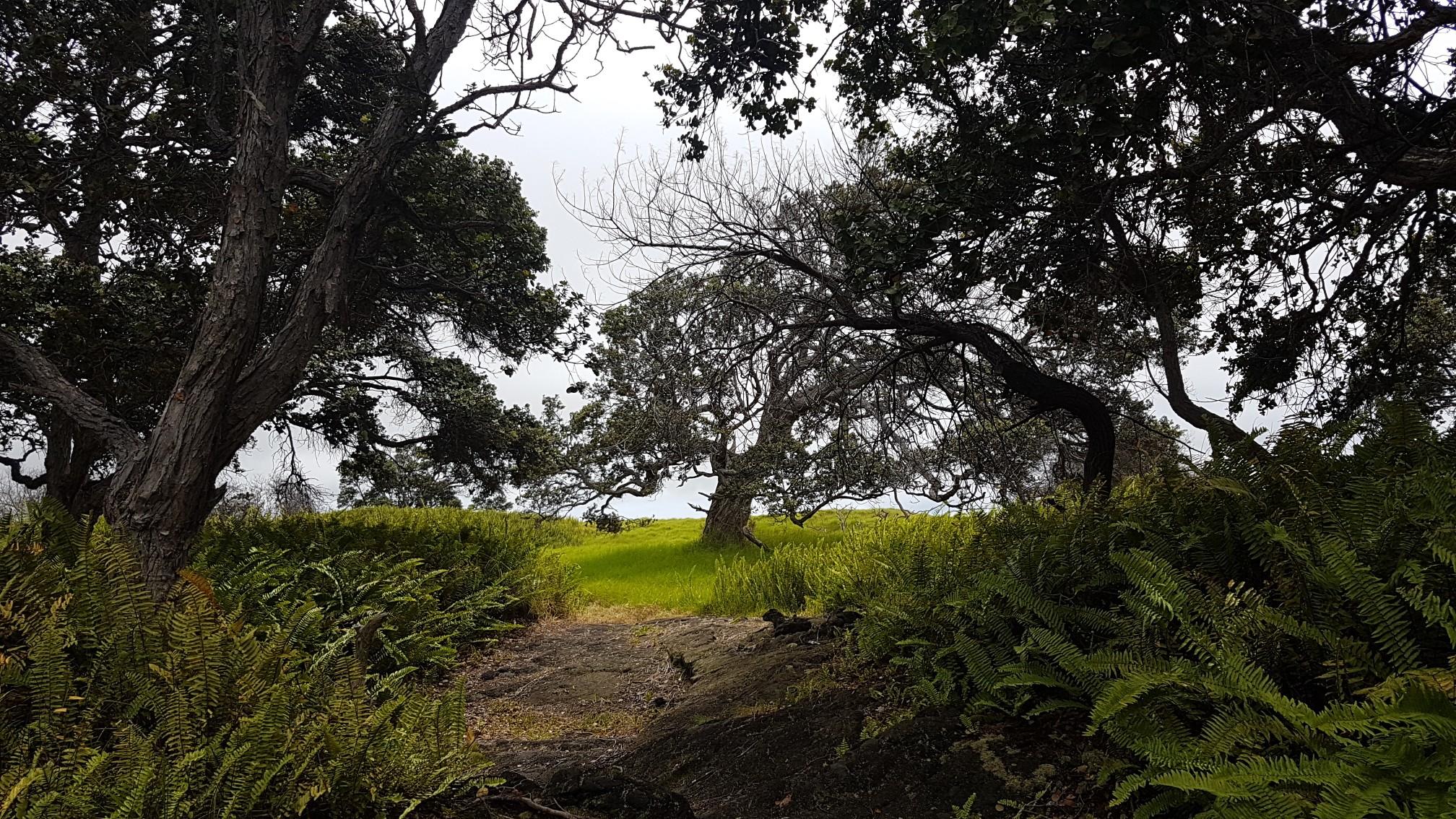 A path through dense ferns and trees leading to a grassy clearing.