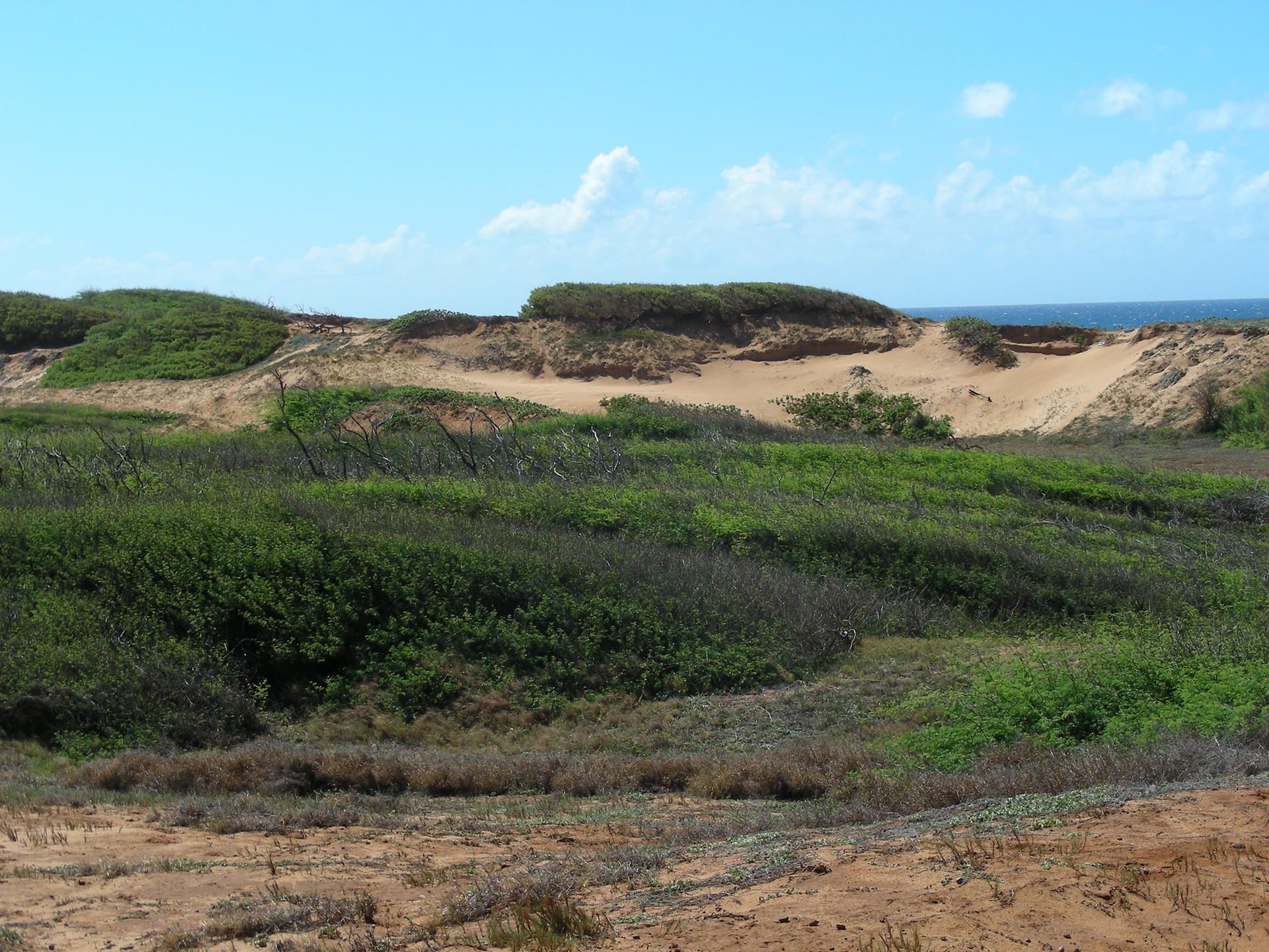 Sunny coastal landscape with green vegetation, sand dunes, and distant blue ocean.