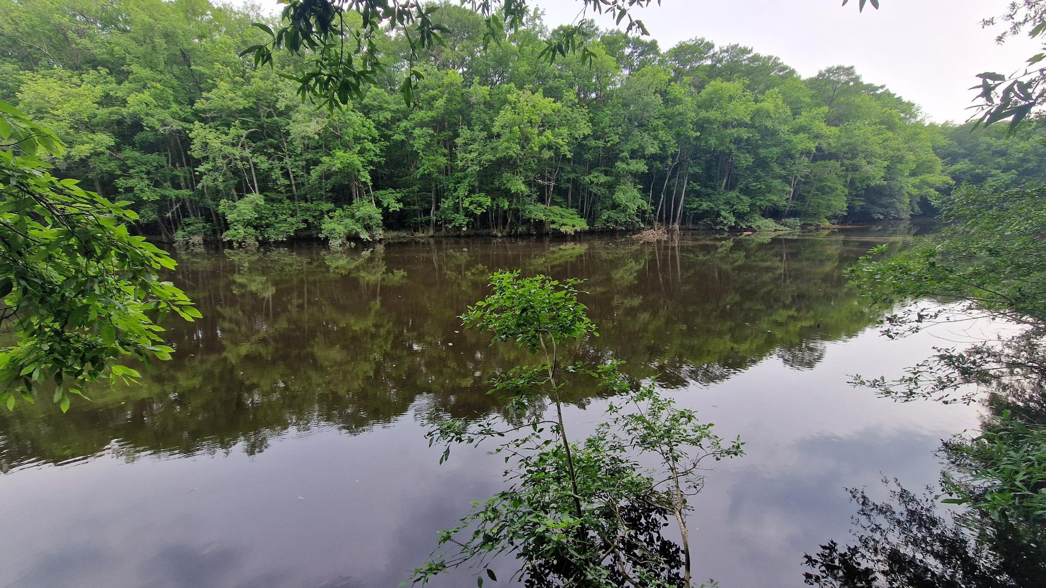 Calm dark river surrounded by dense green trees under an overcast sky.
