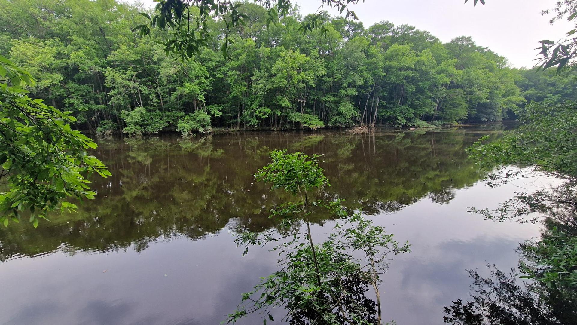 Calm dark river surrounded by dense green trees under an overcast sky.