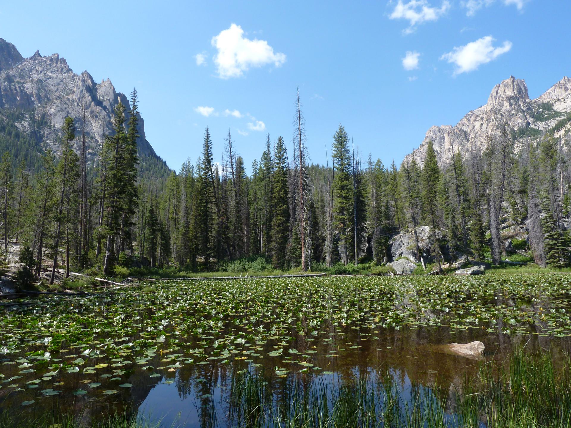Pond with lily pads, surrounded by tall trees and rugged mountains under blue sky.