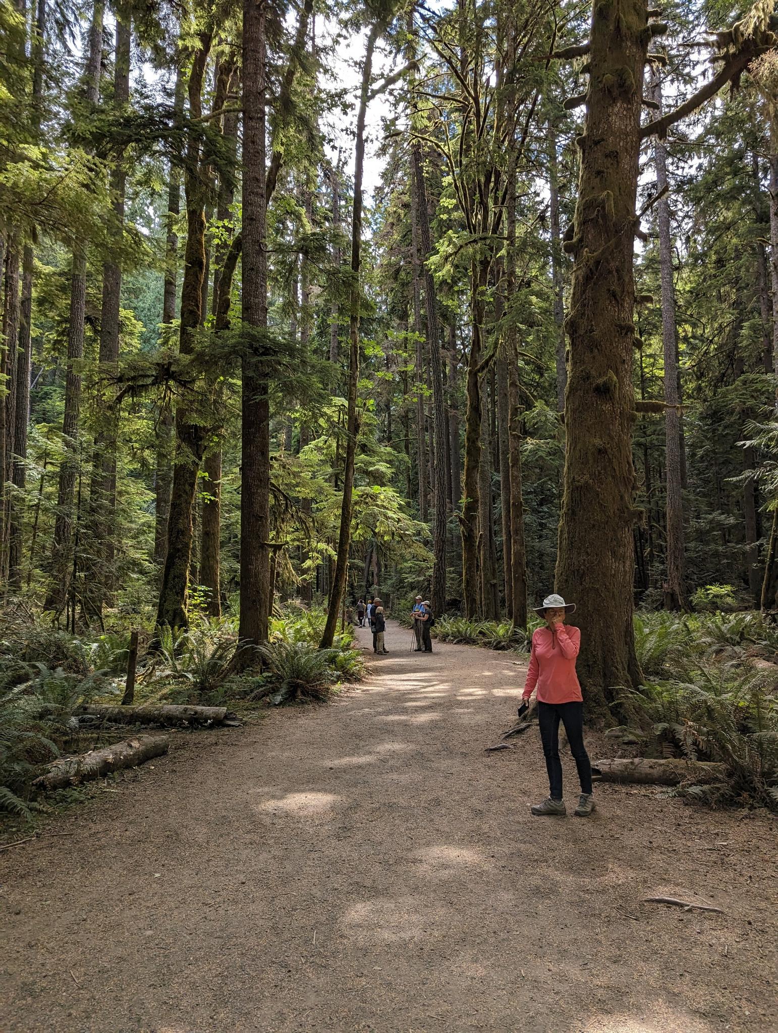 A person stands on a sun-dappled dirt path in a dense, tall-treed forest.
