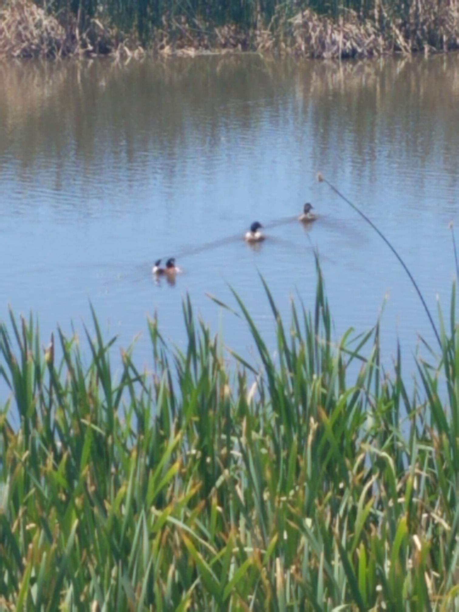 Three ducks swim in a calm pond surrounded by tall green reeds.