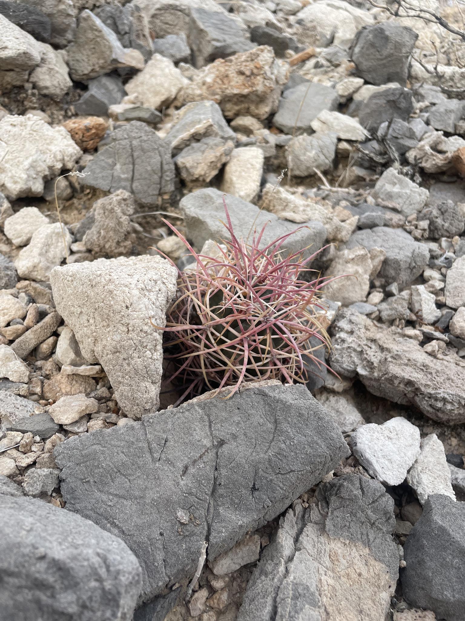 Small reddish cactus growing among gray and light-colored rocks in natural light.