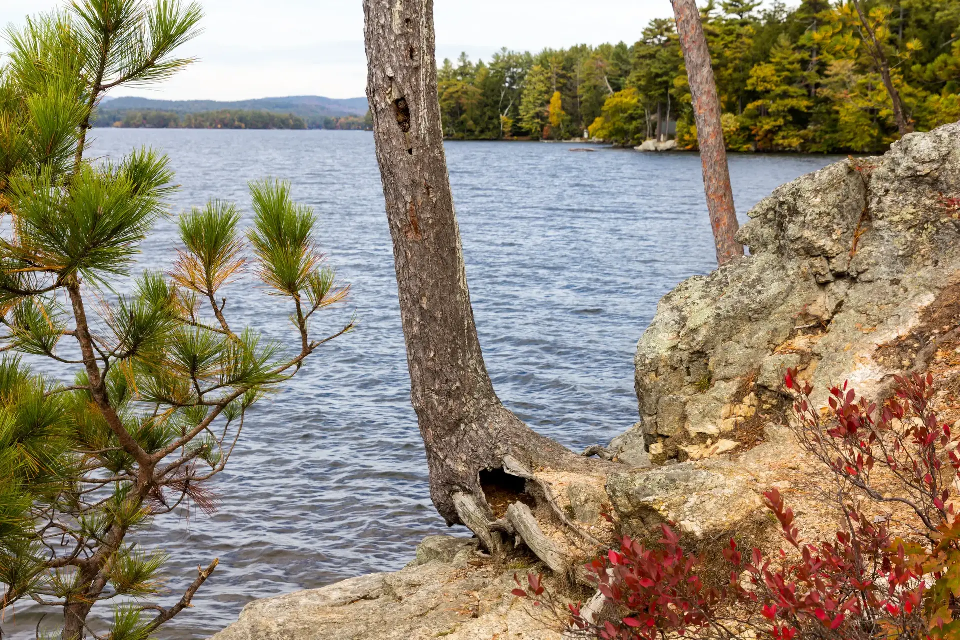 Pine trees and rocks frame a calm lake with distant forested shores.