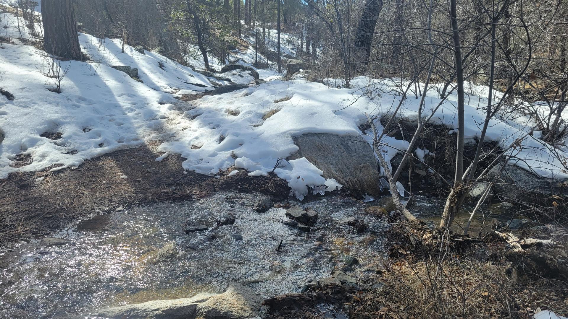 A small stream flowing through snow and bare trees in sunlight.
