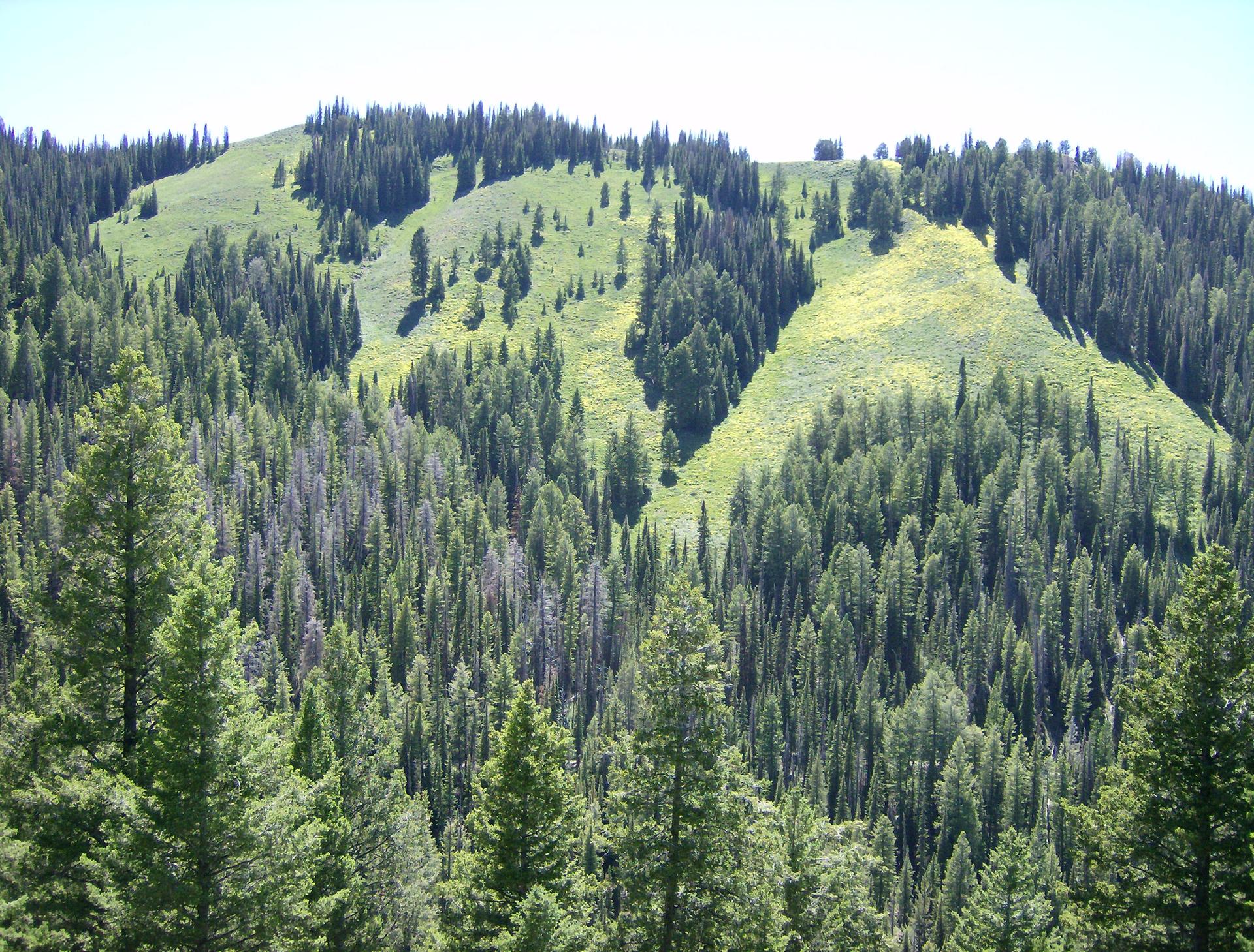 Dense evergreen forest covers sunny mountain slopes with grassy clearings.