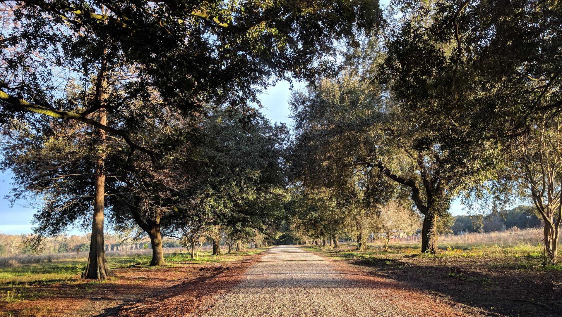 A sunlit gravel road lined with mature trees, leading into the distance.