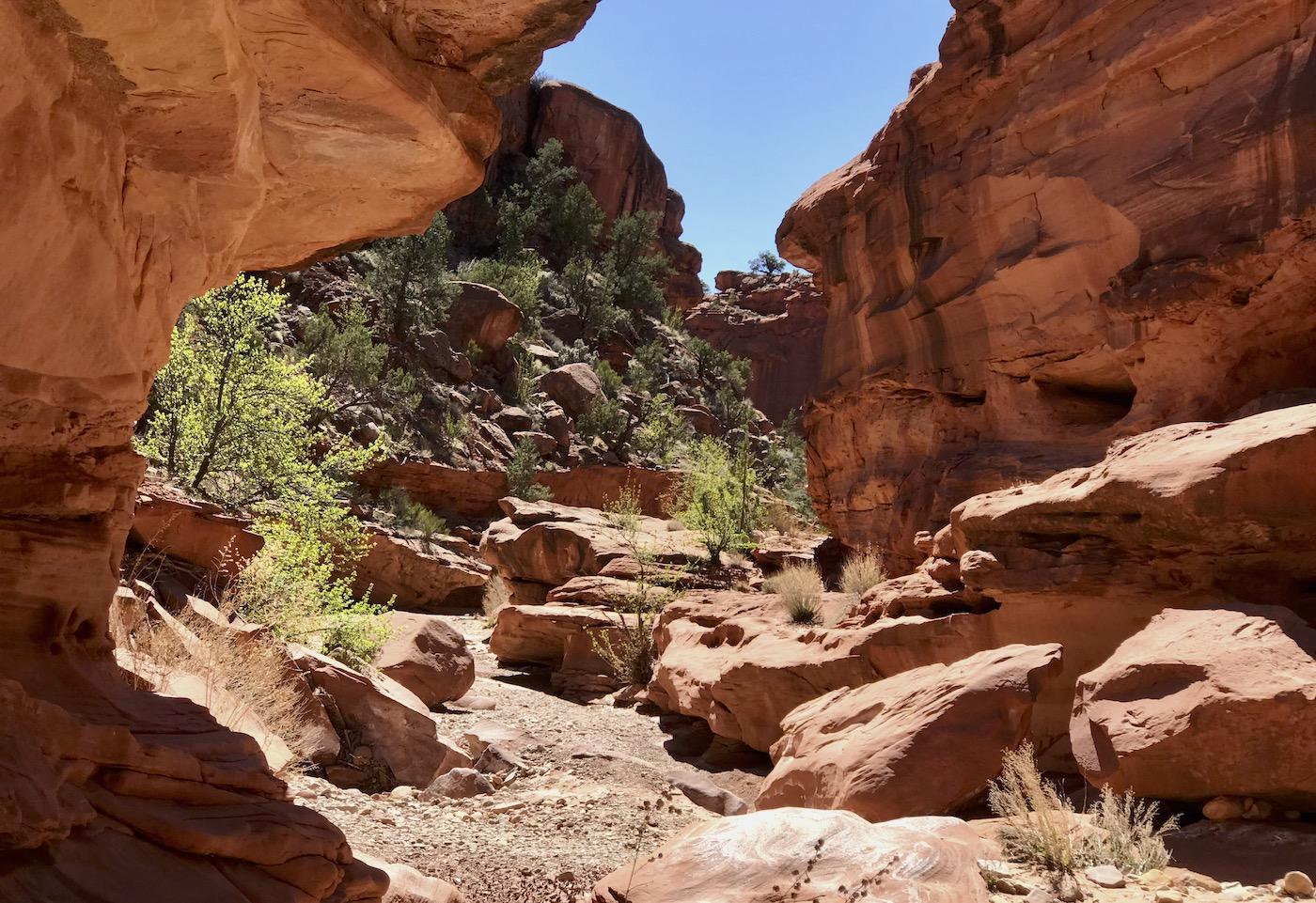 Sunlight illuminates a narrow red rock canyon with green shrubs.