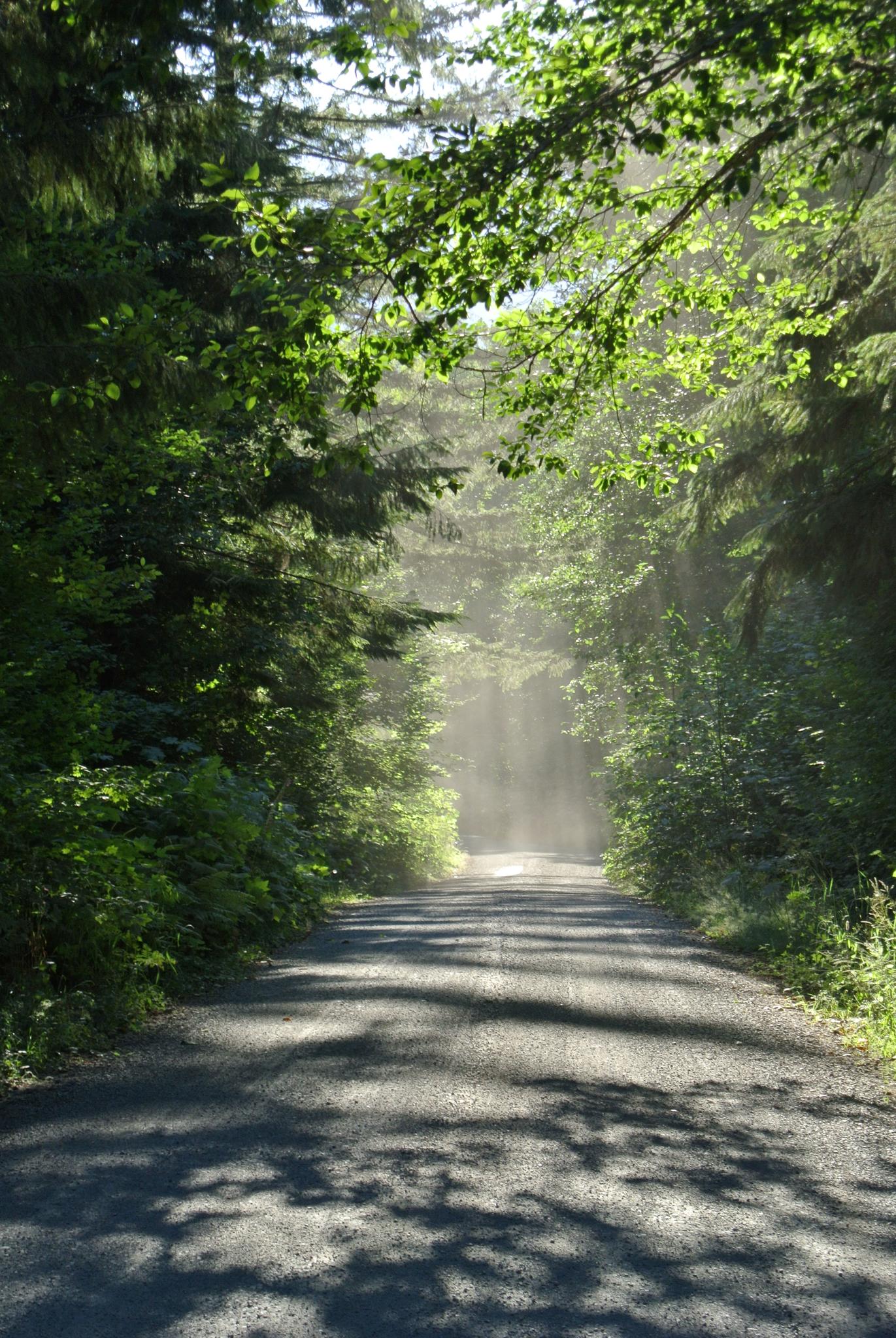 Gravel road through a sun-dappled forest with misty light in the distance.