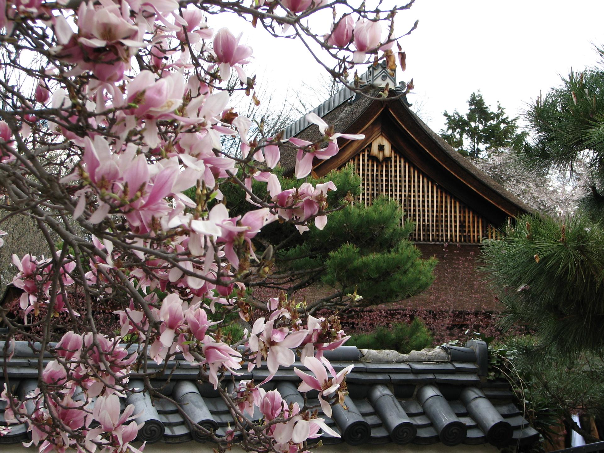 Pink magnolia blossoms frame a traditional building with a tiled roof.