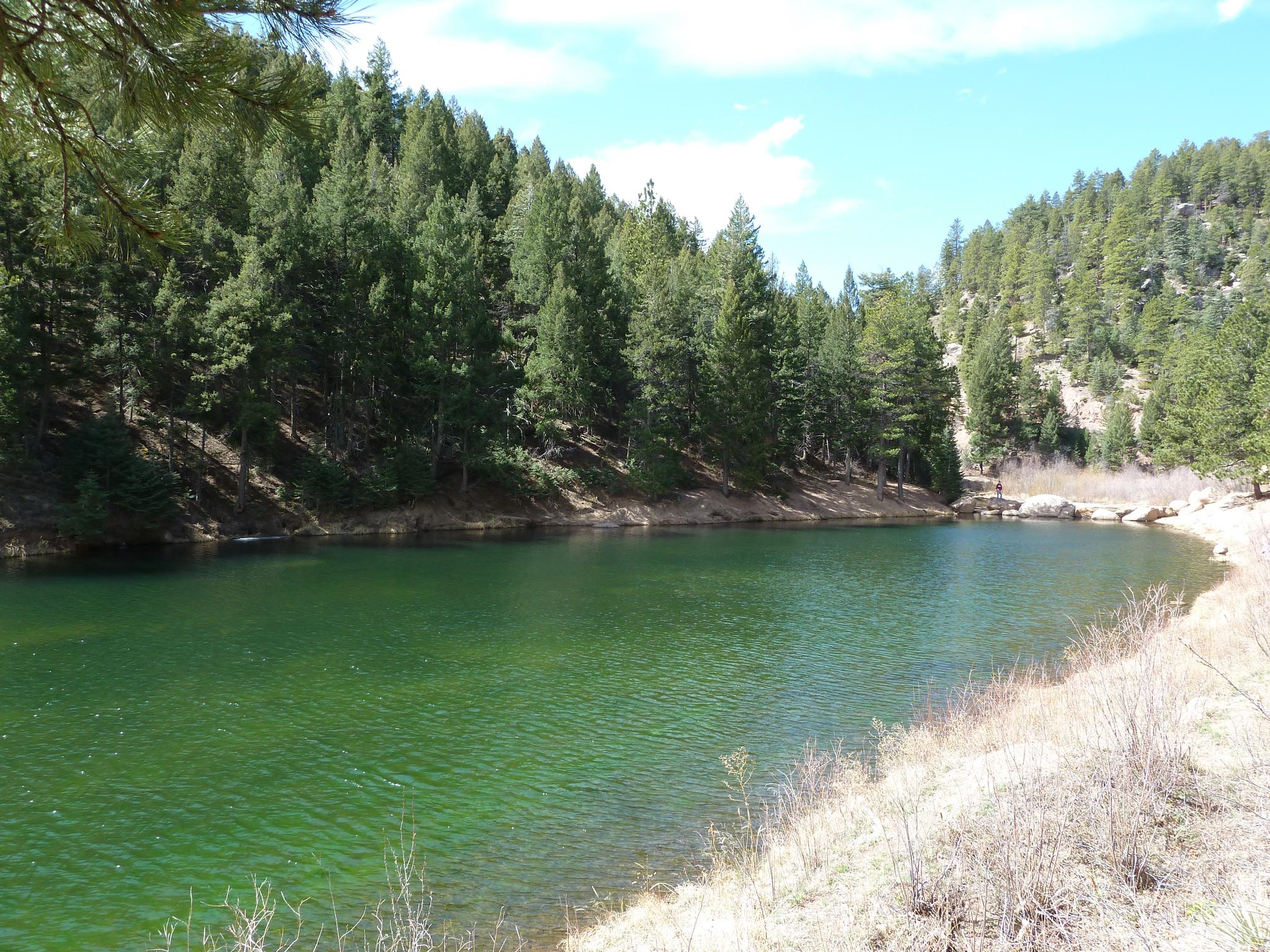 A vibrant green lake bordered by dense pine trees and dry banks.
