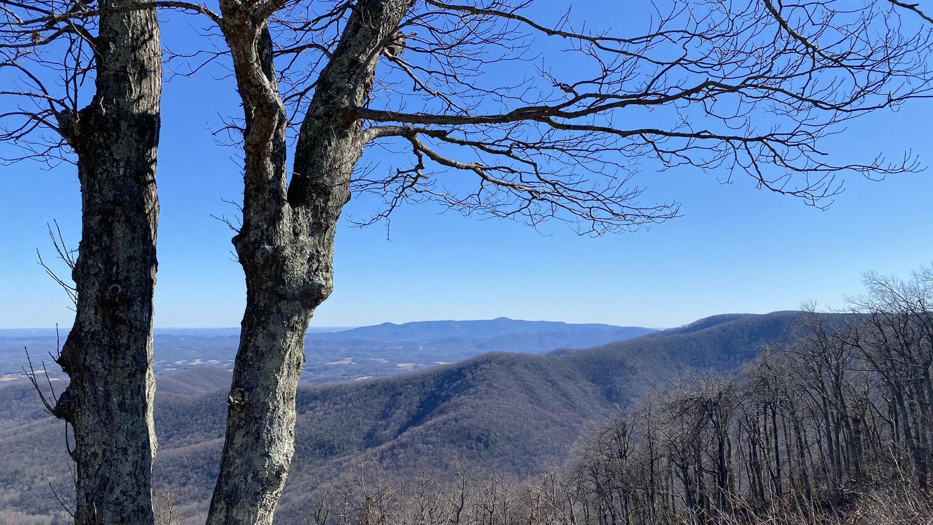 Two bare trees frame a panoramic view of distant mountains under a clear sky.