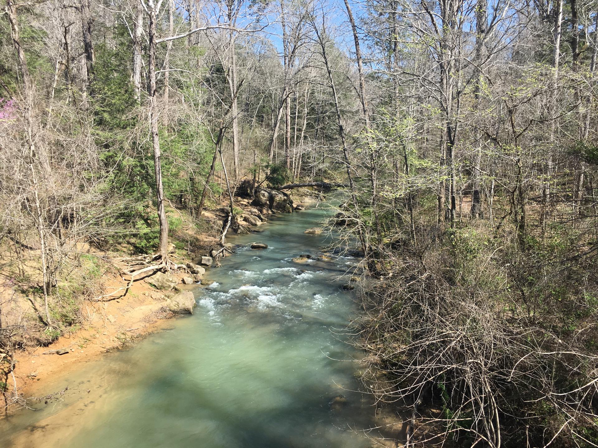Bright daylight illuminates a light green river winding through a bare forest.