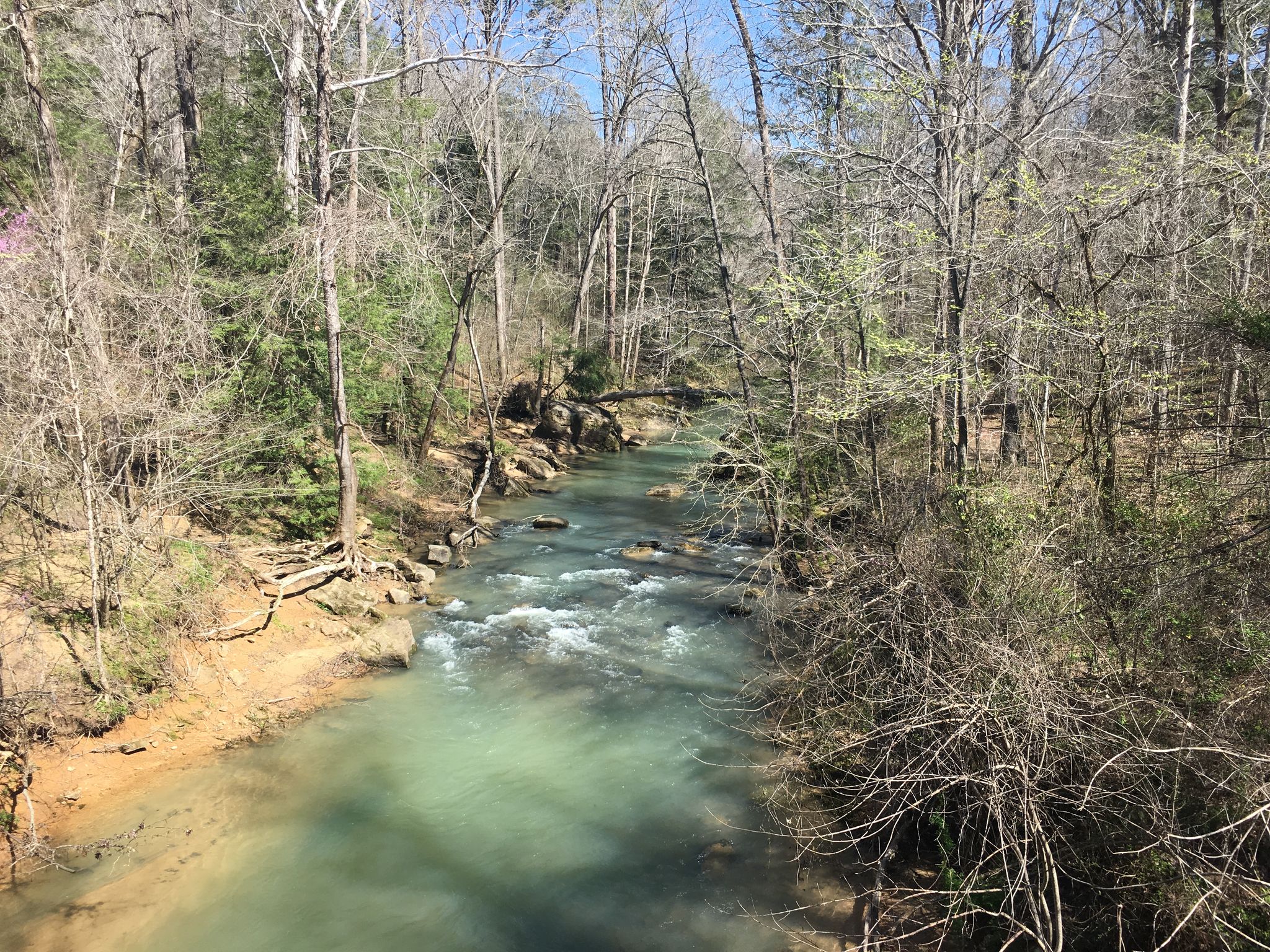 Bright daylight illuminates a light green river winding through a bare forest. - Sipsey Wilderness Loop