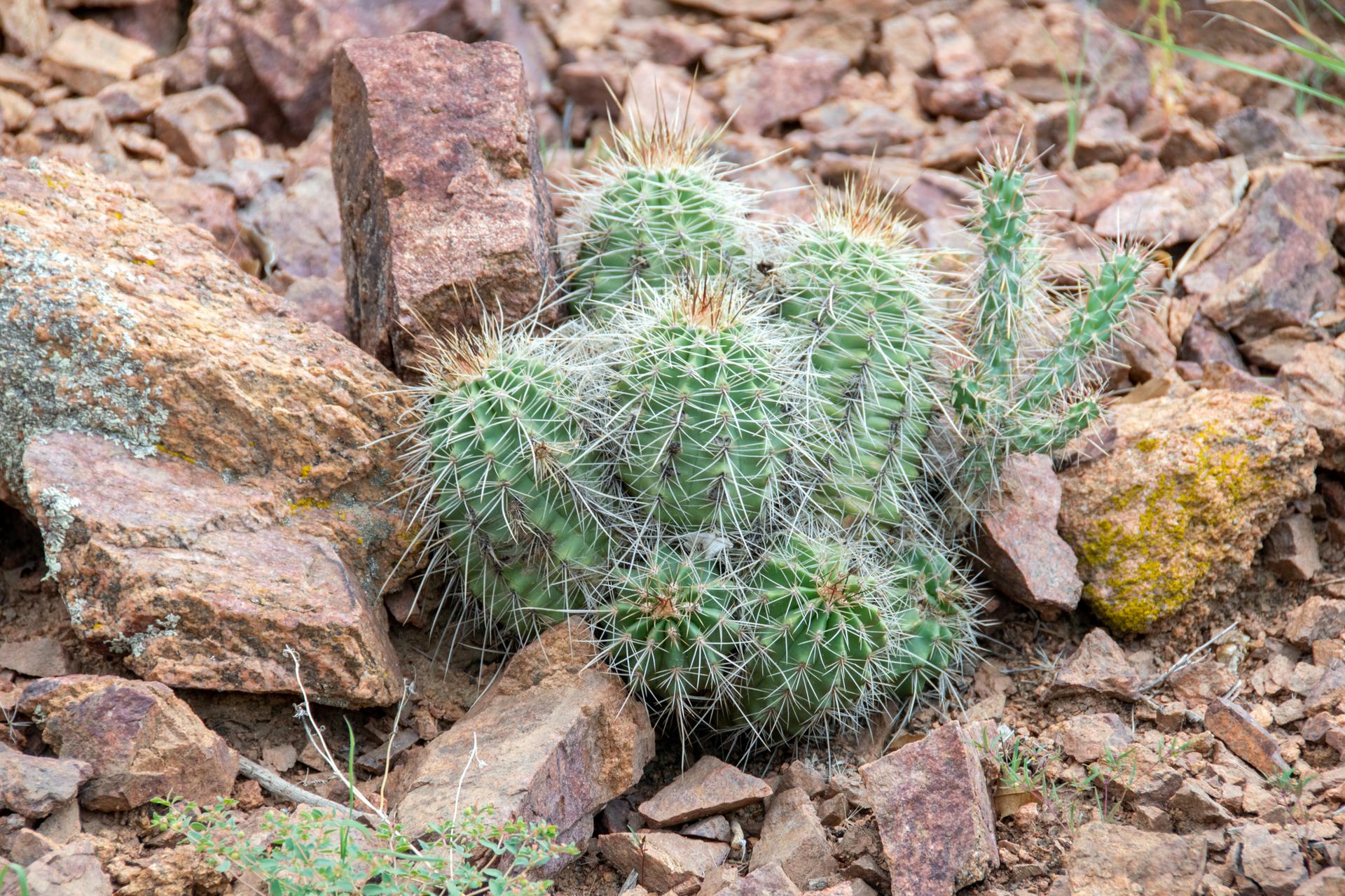 A cluster of green cacti with sharp spines on rocky, arid ground.