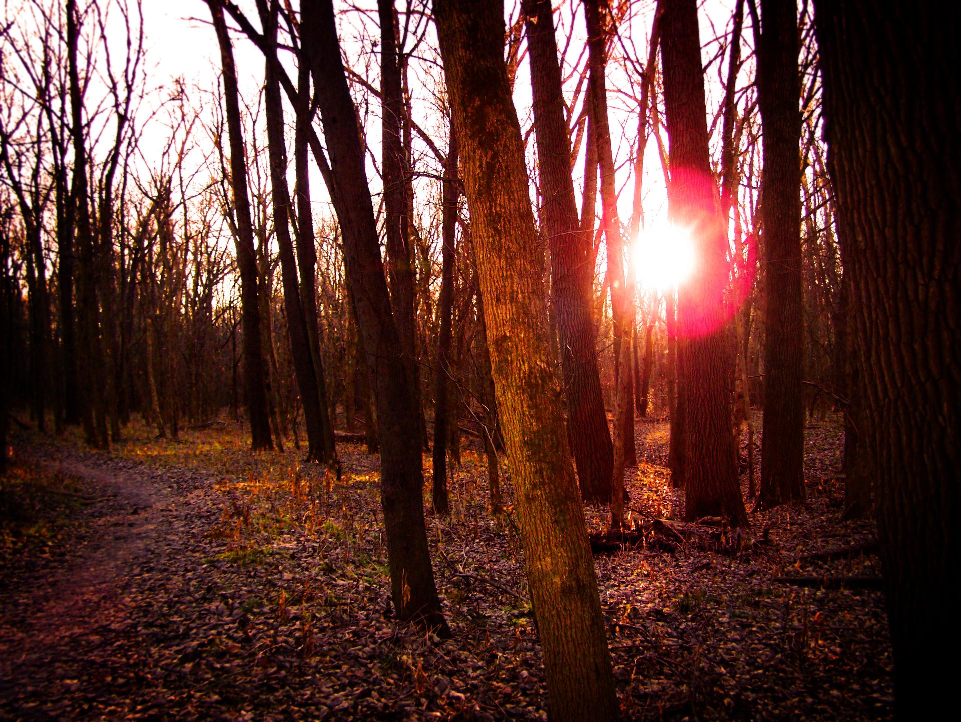 Sunlight flares through bare trees in a forest with a leaf-covered path.