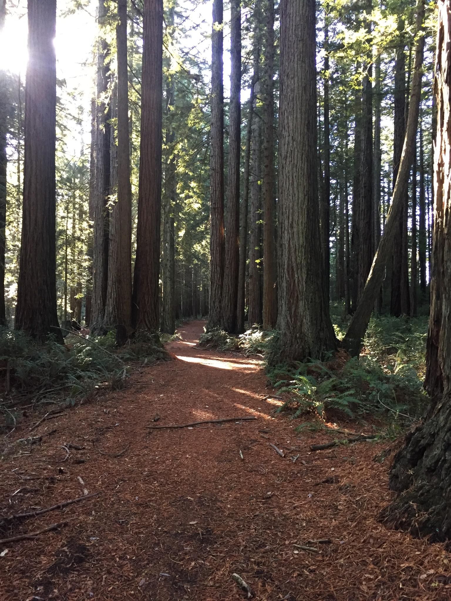 Sunlit forest path winding through tall, dense trees.