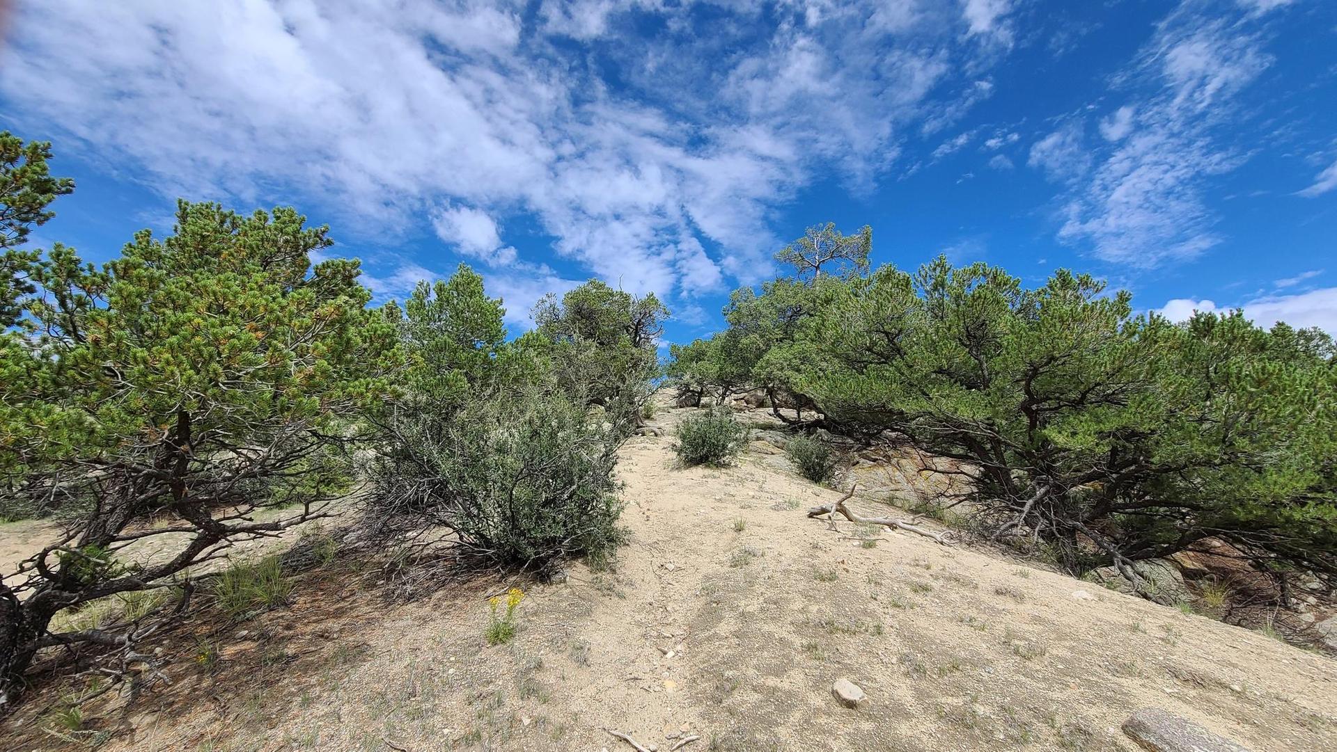A dirt path winds uphill through sparse green trees under a bright blue sky.