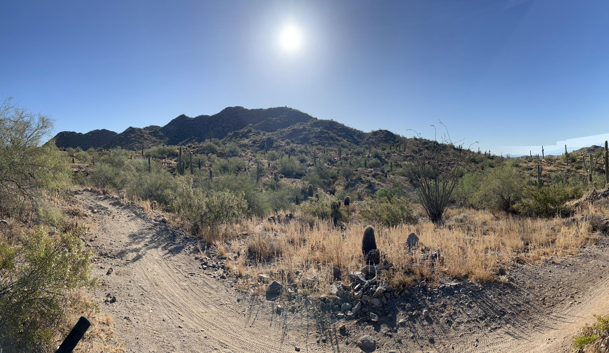Sunny desert landscape with mountains, various cacti, and a wide dirt path.