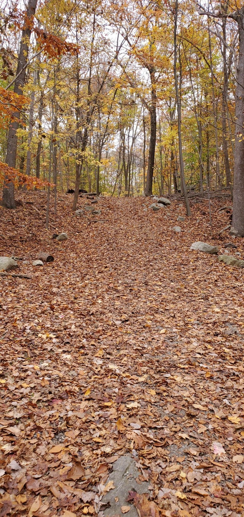 Uphill forest path covered in fallen autumn leaves, surrounded by trees.