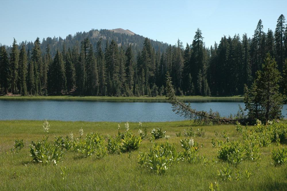 Serene lake with green grass and dense forest under a bright, clear sky.