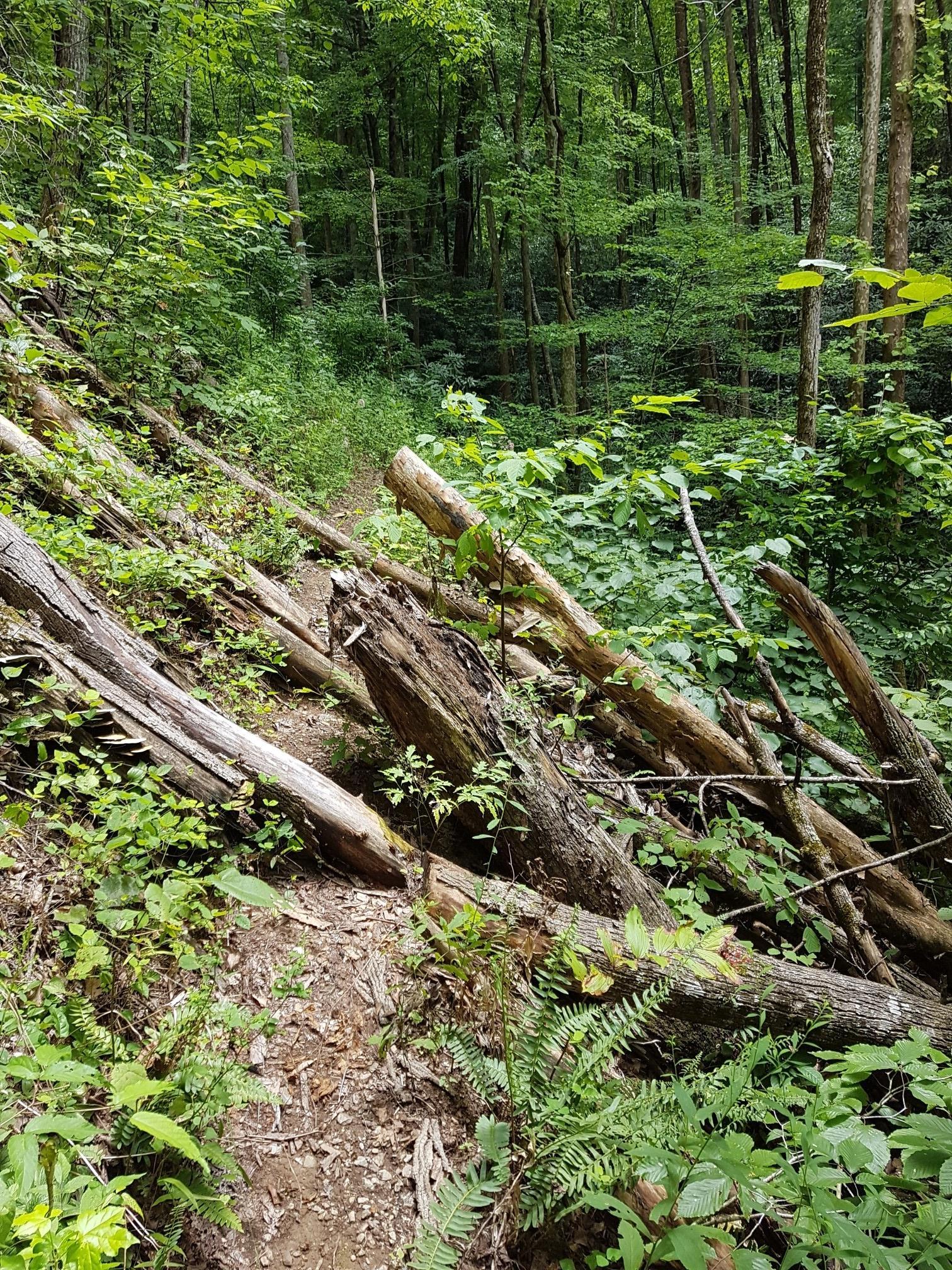 A narrow dirt path winds through a dense green forest with many fallen trees.