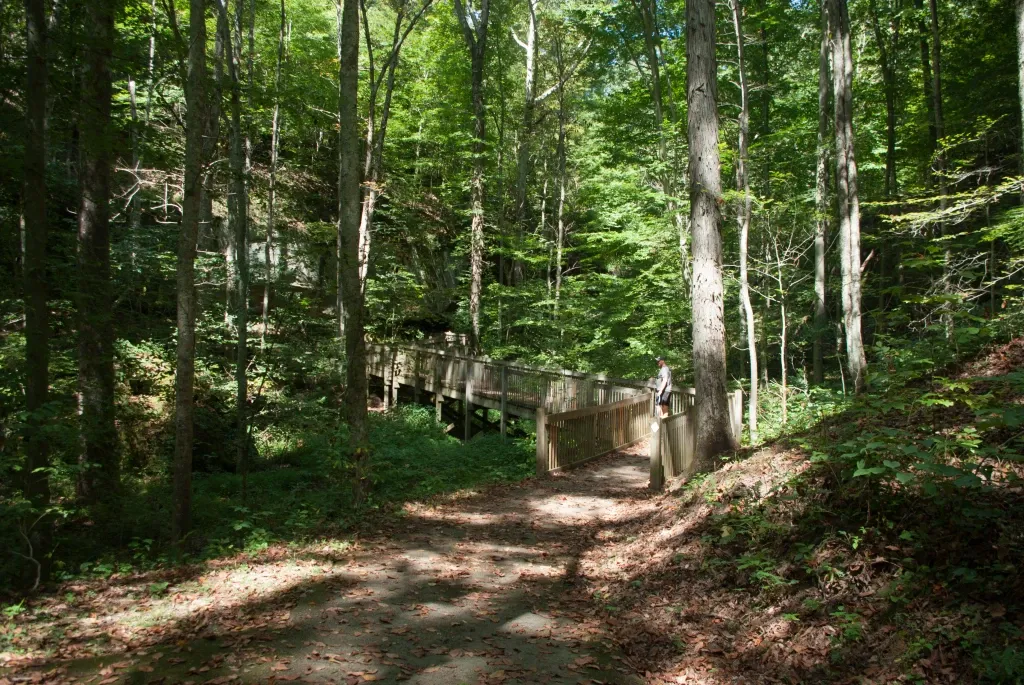 Sunlit forest path leads to a long wooden bridge through dense green trees. - Rock House Loop Trail