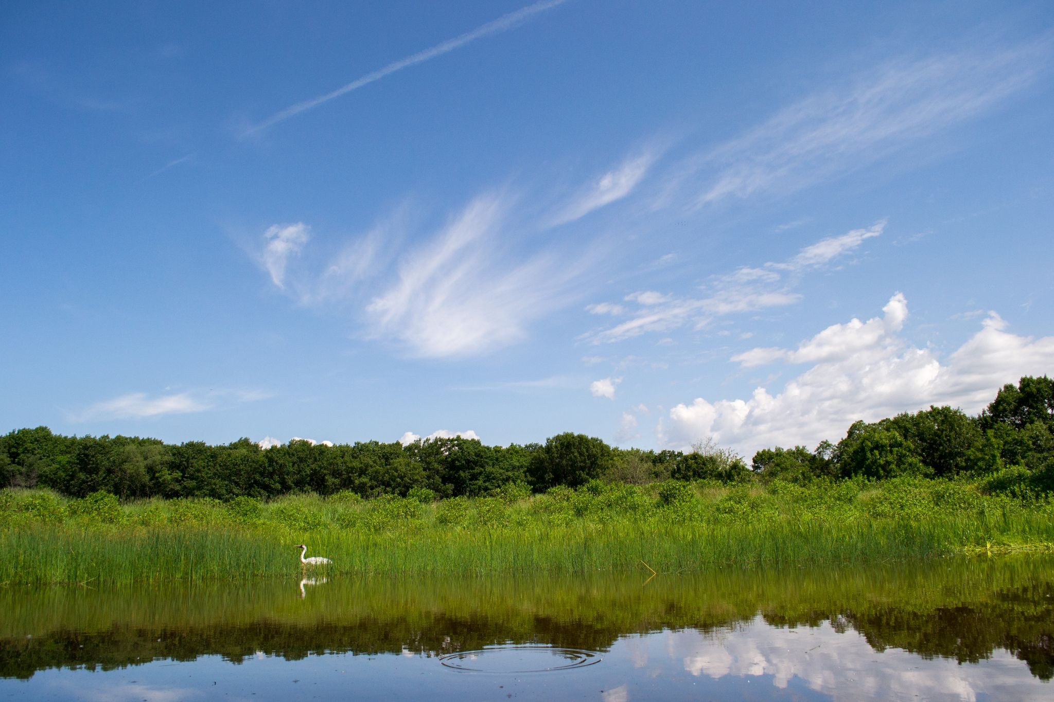 A white bird in a marshy pond with reflections under a bright sky. - Crane loop