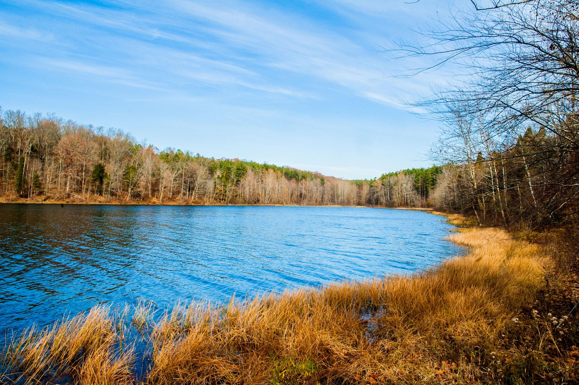 Calm blue lake bordered by bare trees and golden grass under a bright sky.