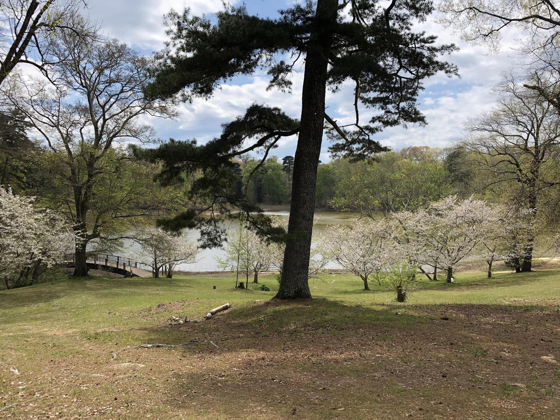 A large tree overlooks a lake with flowering trees under a bright, cloudy sky.