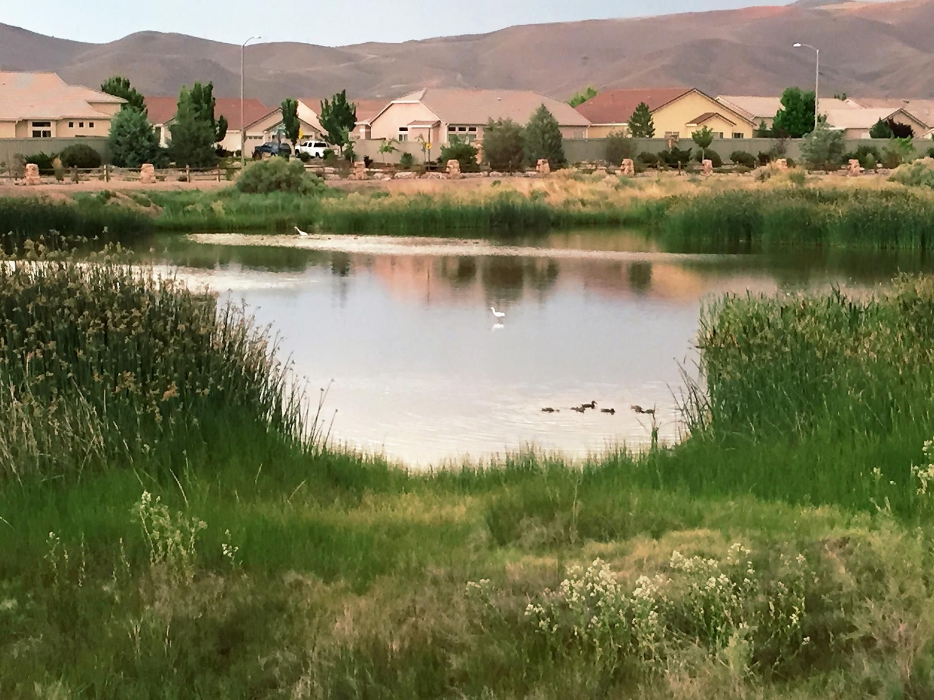 Serene pond with ducks, green reeds, and distant houses under soft light.