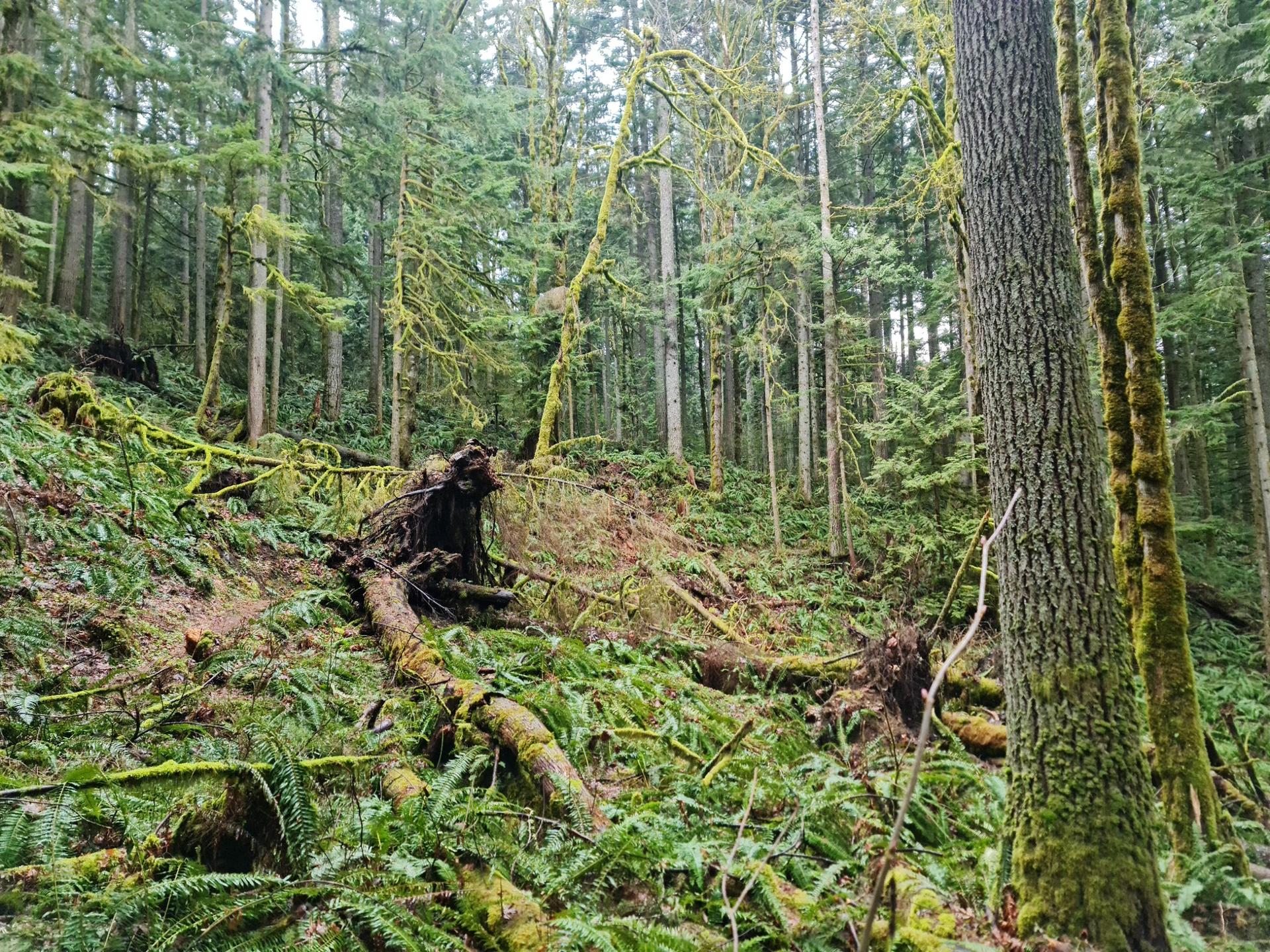 Lush, moss-covered forest with fallen logs and ferns under overcast skies.