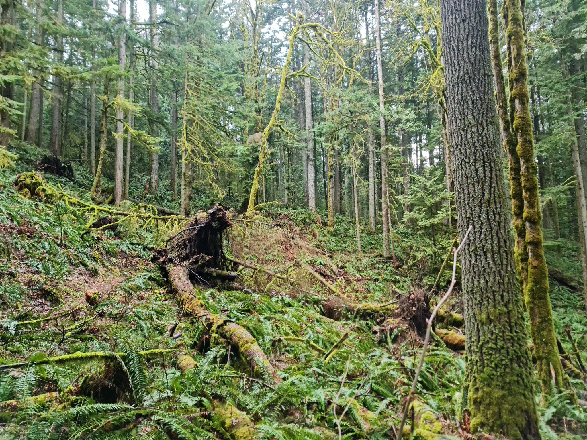 Lush, moss-covered forest with fallen logs and ferns under overcast skies. - West Tiger #1 Loop via Preston and Bootleg Trails