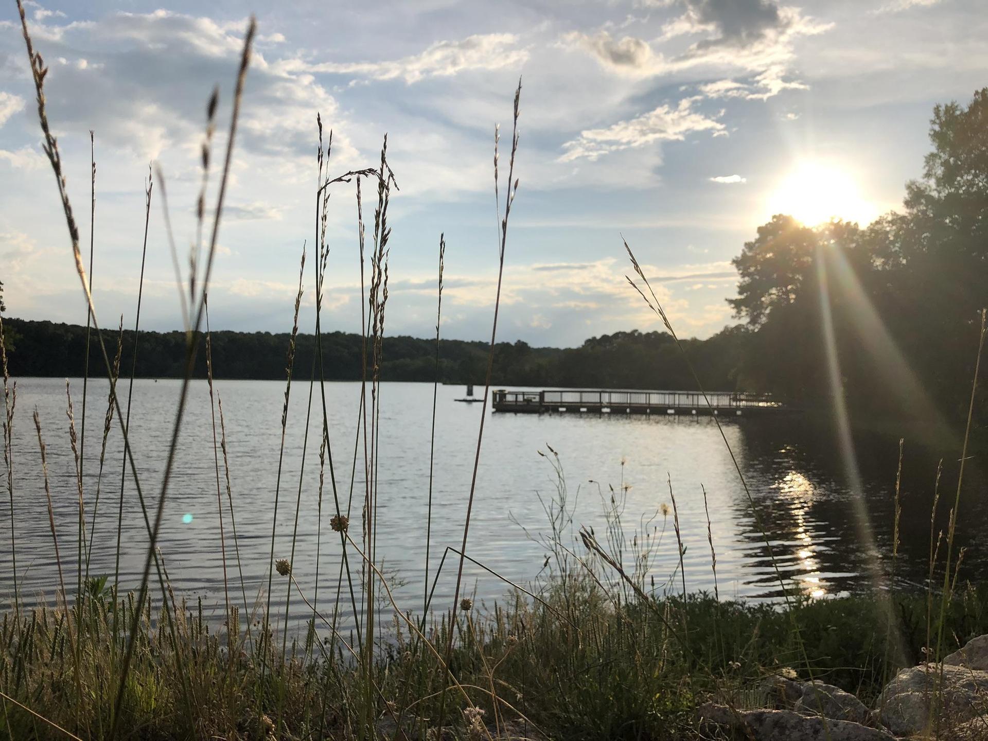 Sunny lake view with a dock, tall grass in foreground.