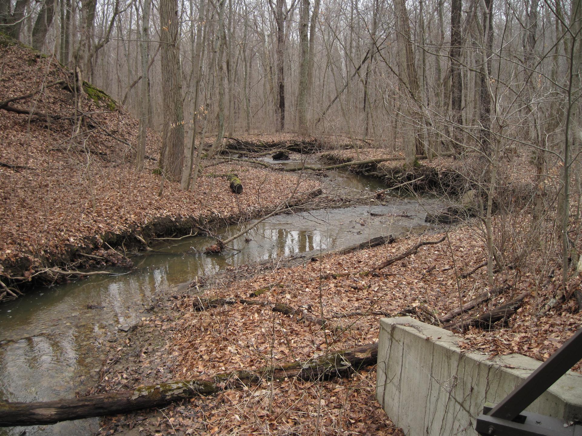 A narrow stream flows through a bare winter forest with fallen leaves.