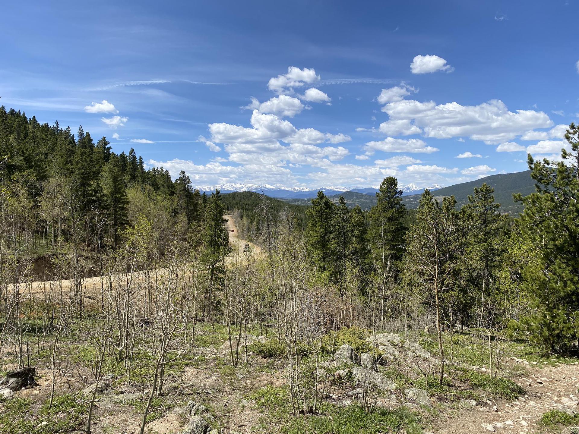 A winding dirt road cuts through a vibrant green pine forest on a sunny day.