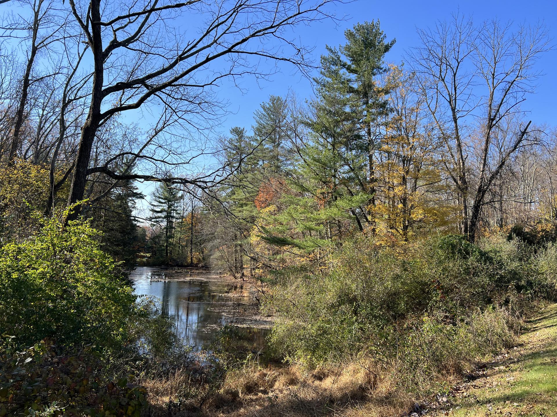 Sunny pond surrounded by mixed forest with autumn colors and bare branches.