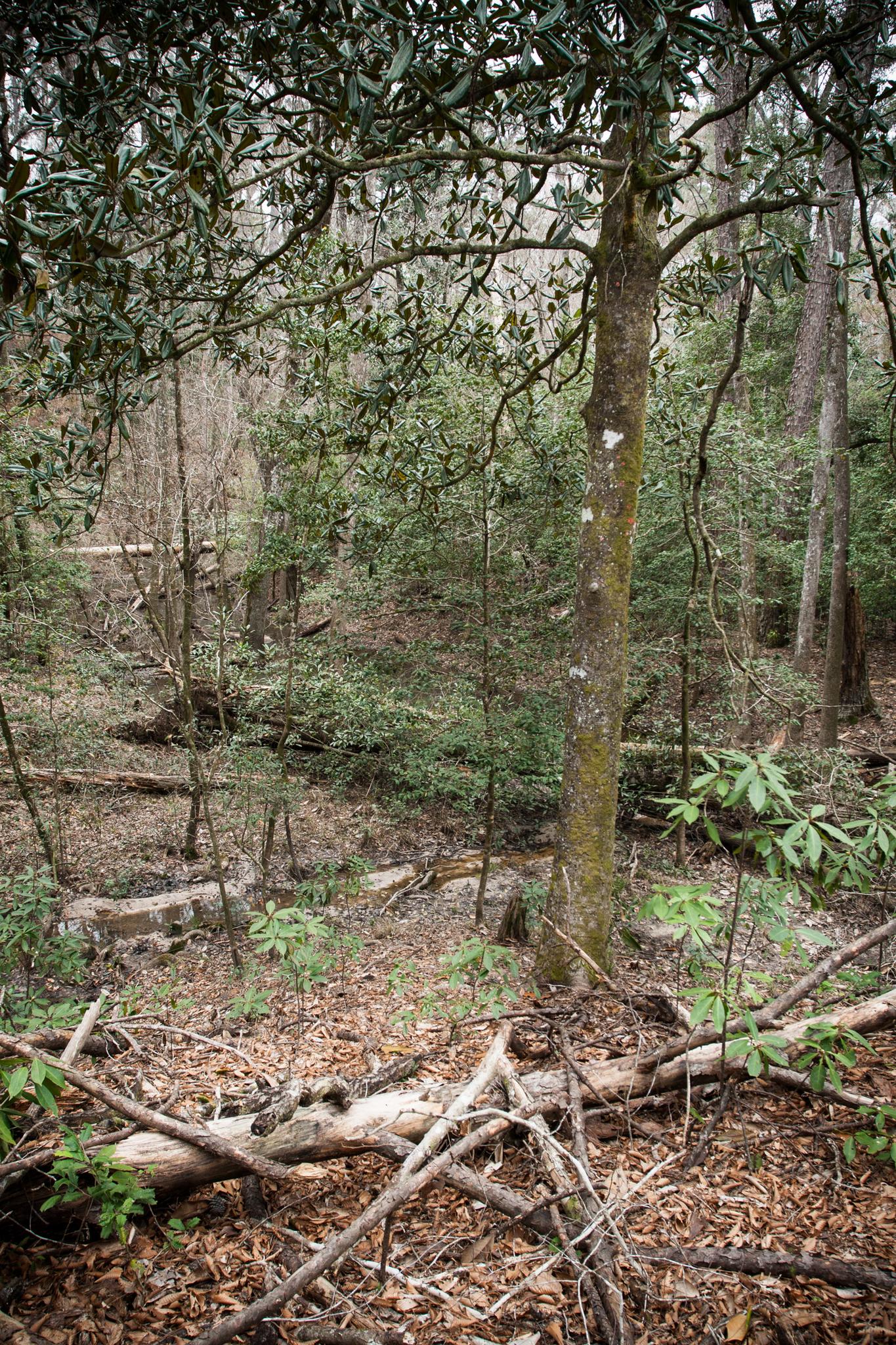 Dense forest floor covered in leaves and branches, with lush green trees.