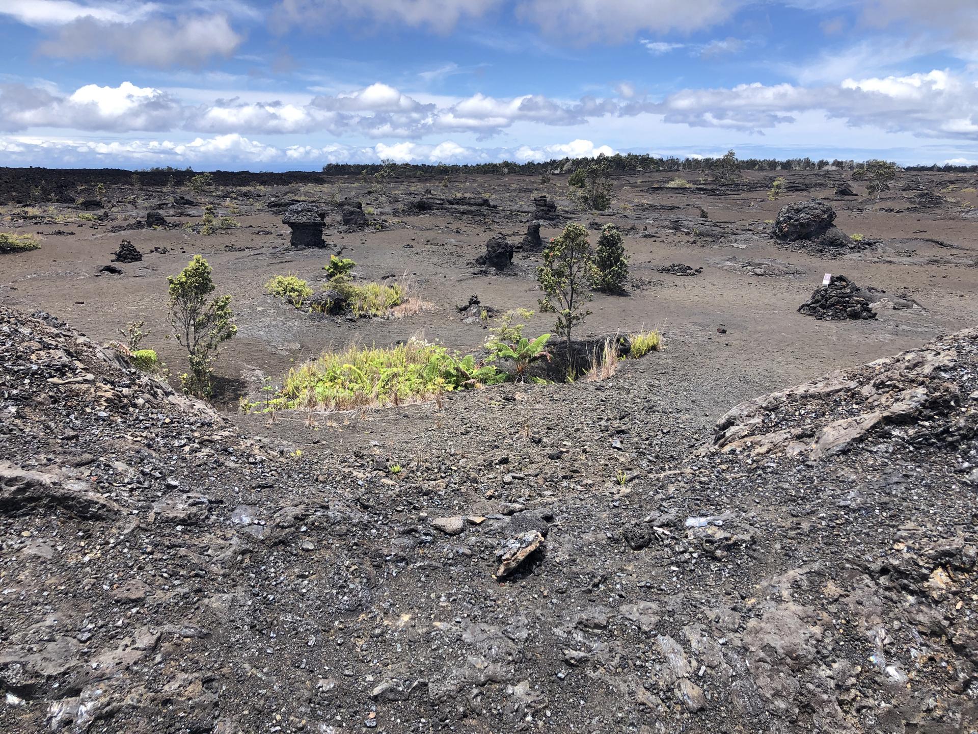 Rugged dark lava field with scattered small trees and green plants, cloudy sky.