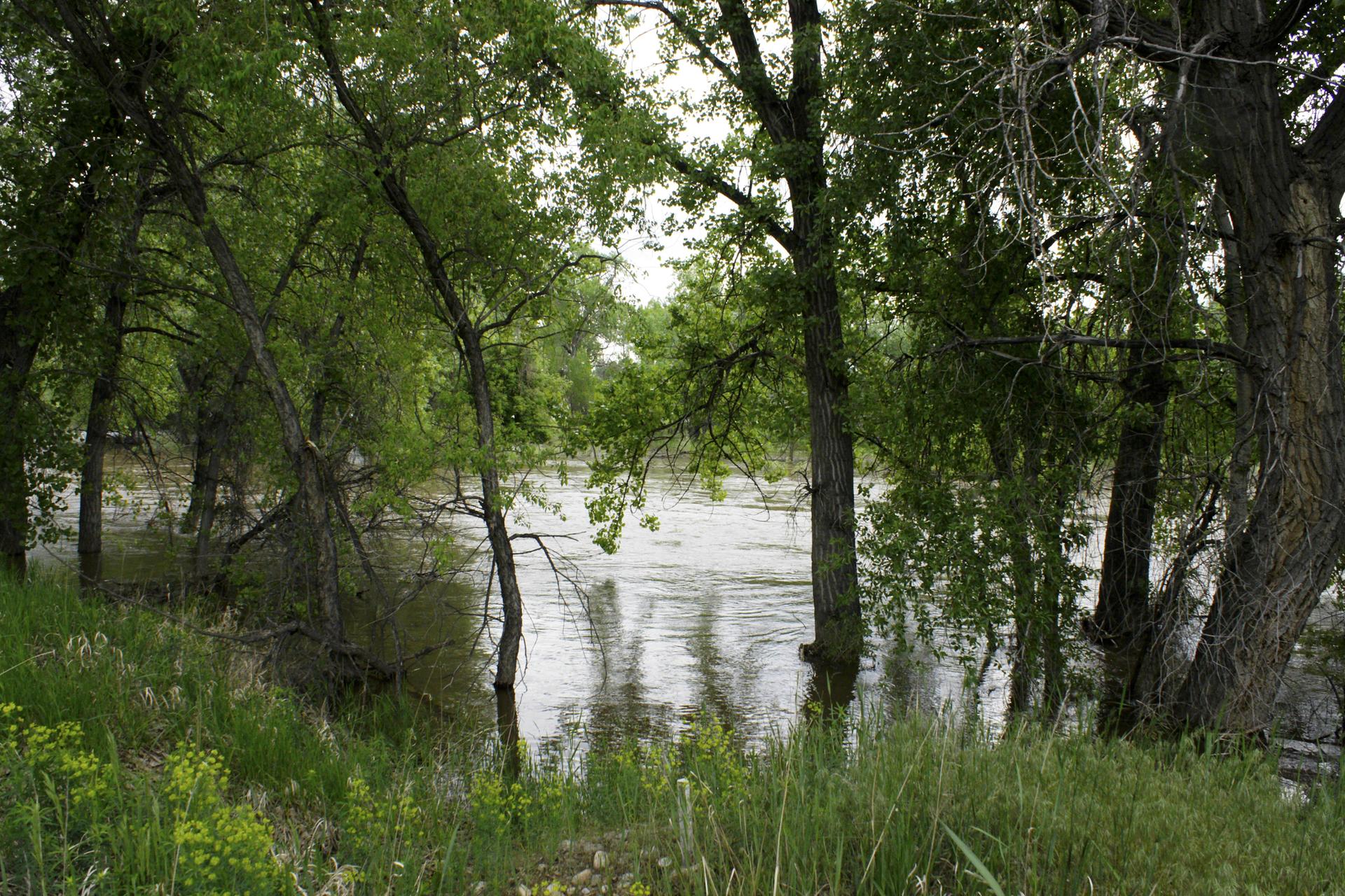 Overcast view of a wide river flowing through dense green trees.
