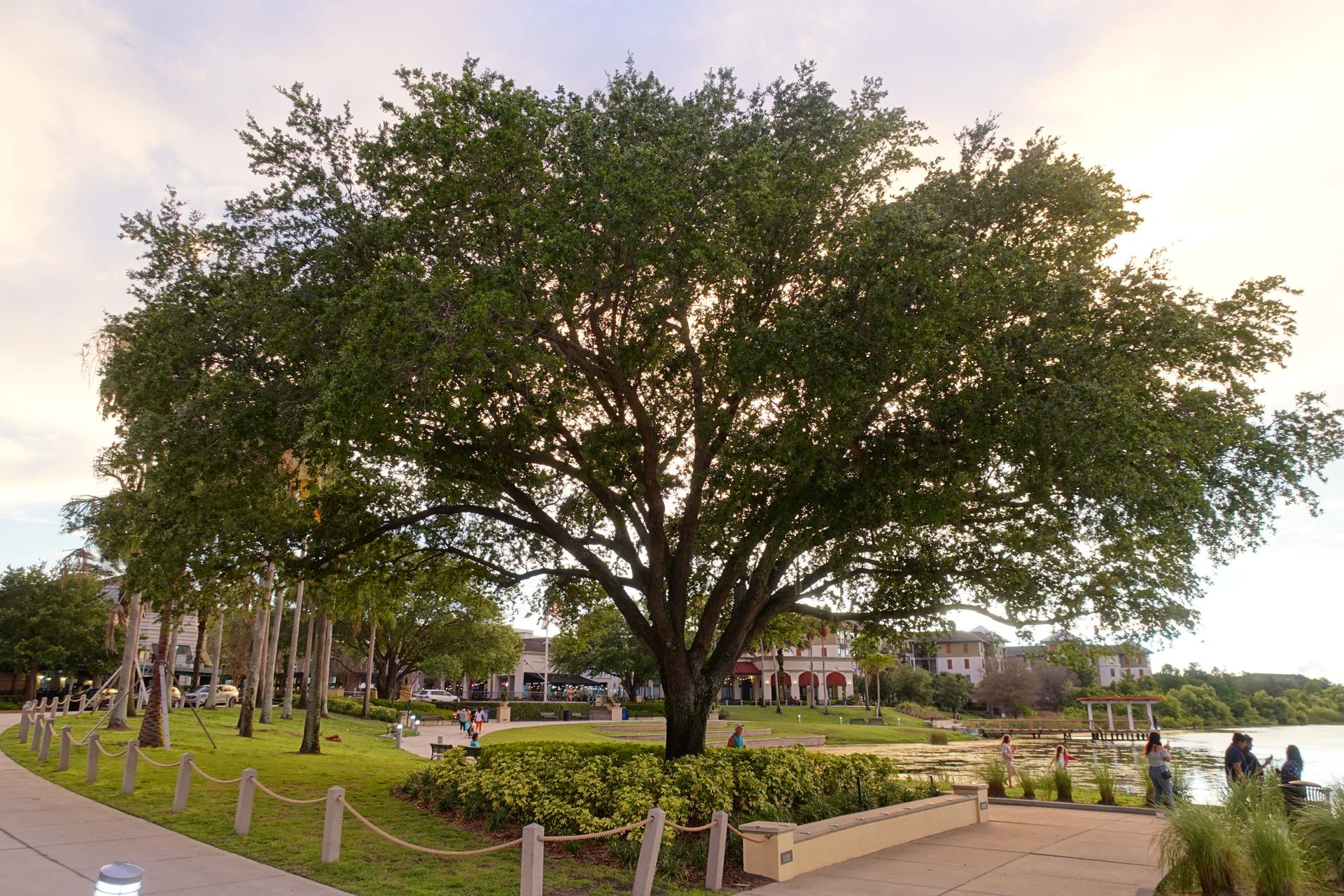 Large, broad tree in a park with a path, water, and distant buildings.