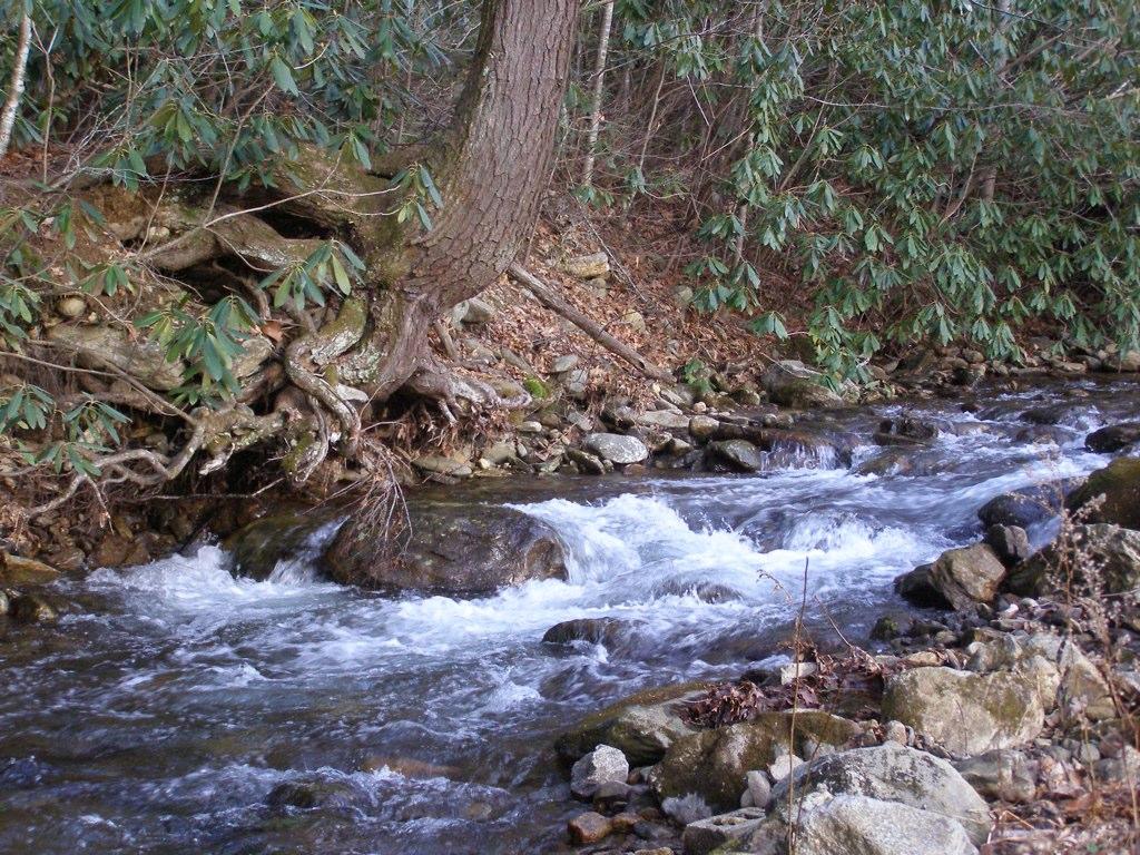 Rushing stream flowing over rocks, with a tree and green foliage.