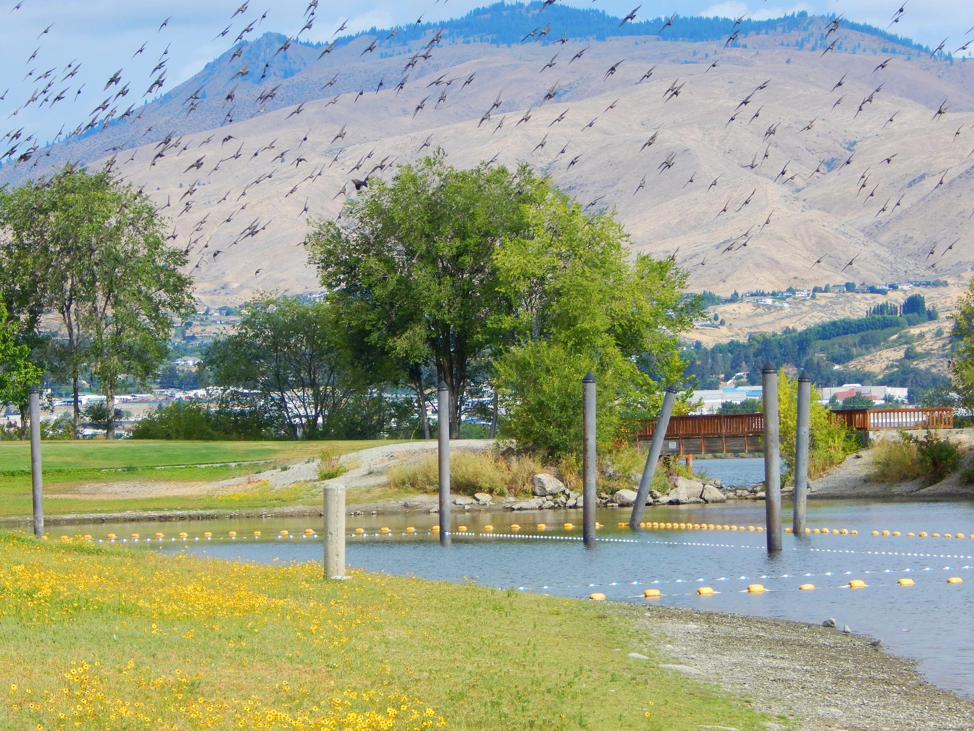 Numerous birds fly over a lake with green banks, trees, and distant mountains.