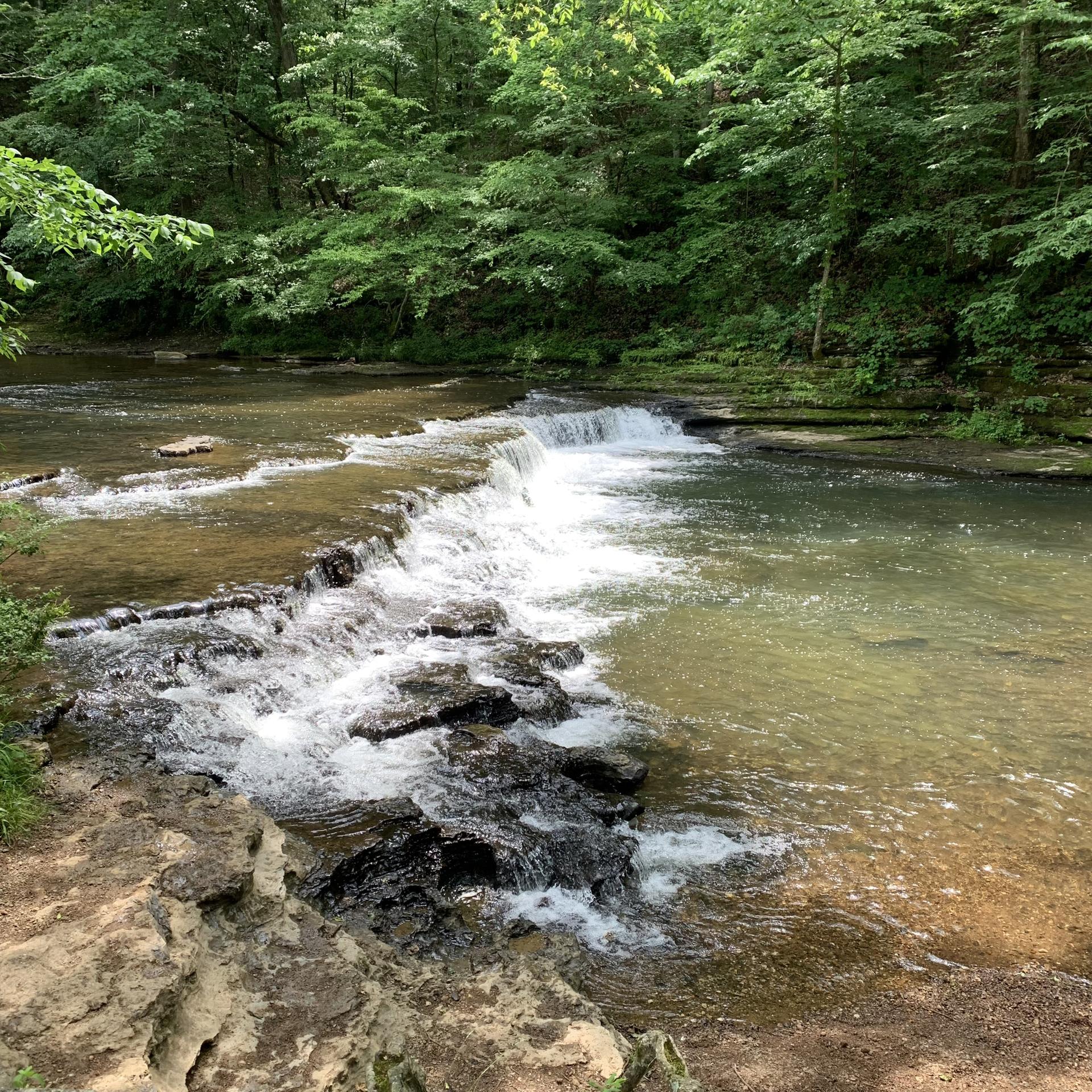A clear stream with small waterfalls flowing over rocks in a green forest.