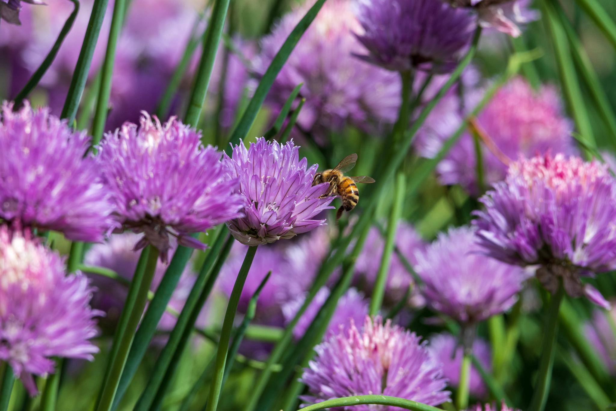 A bee collects nectar from vibrant purple chive blossoms in bright sunlight.